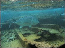 Ulua cruising the hull structure of the Quartette at Pearl and Hermes Atoll (Credit: Tane Casserley/NOAA)