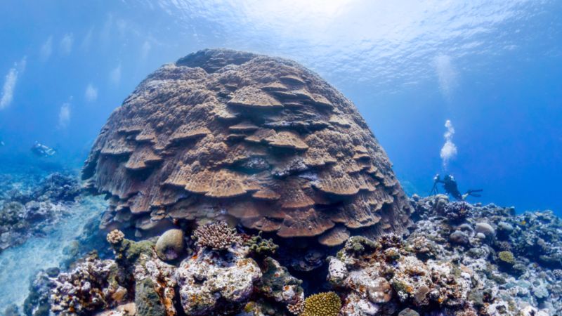 An underwater scene of Big Momma, a giant coral head in the National Marine Sanctuary of American Samoa with three divers exploring the area.