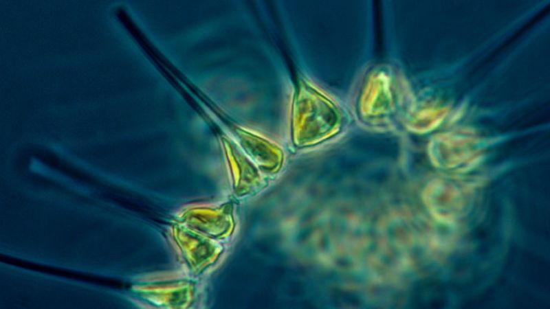 Magnified phytoplankton, also known as microalgae, is depicted here before a blue background. The body of the phytoplankton is bright green and the tail is black.