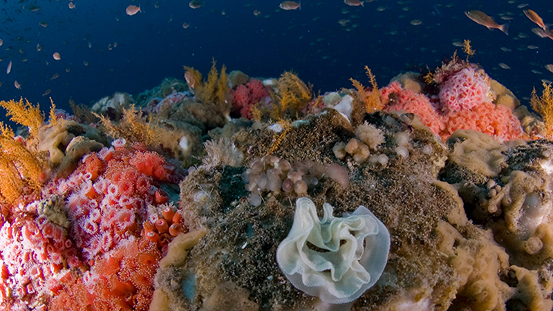 A vibrant and colorful reef in Cordell Bank National Marine Sanctuary.