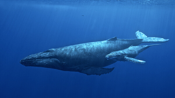 A humpback whale mothe and calf swim next to one another