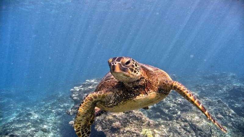 Frontal view of sea turtle underwater