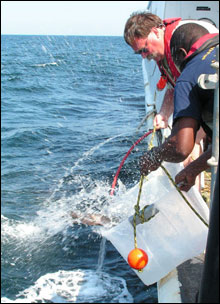 Steve and Chief Bosun Greg Walker releasing a tagged scamp grouper