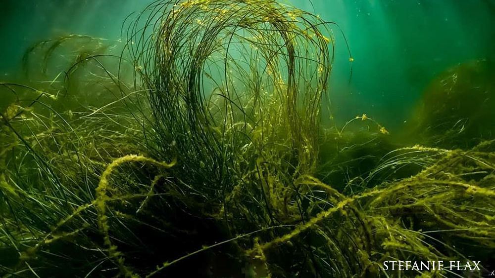 Tangled grass underwater