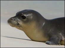 A young monk seal pup recently weaned.